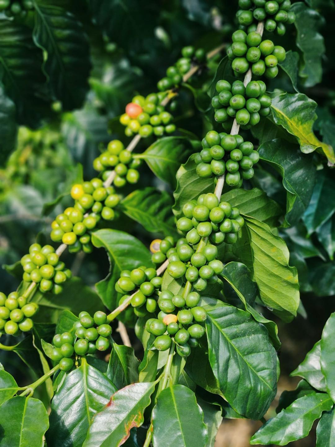 CÀ PHÊ A LƯỚI, HUẾ - HUE SPECIALTY COFFEE